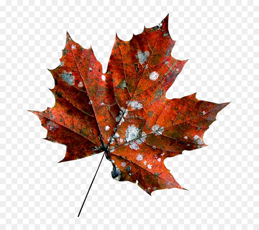 Maple Leaf，Couro PNG