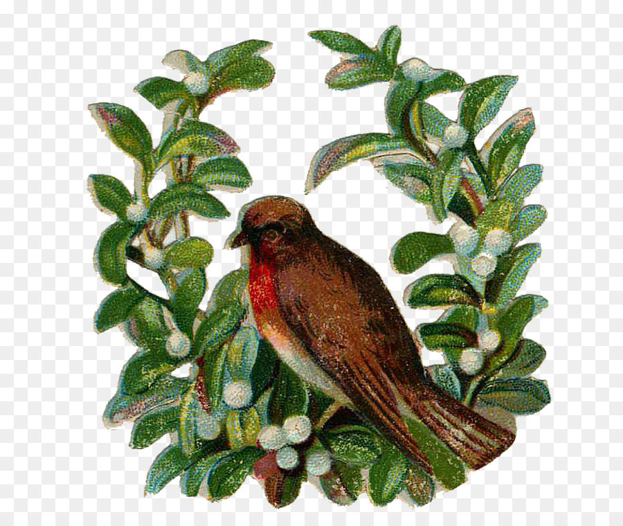 Finch，Bico PNG