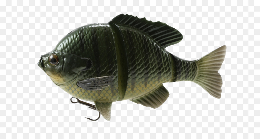 Bluegill，A Pesca De Iscas Iscas PNG