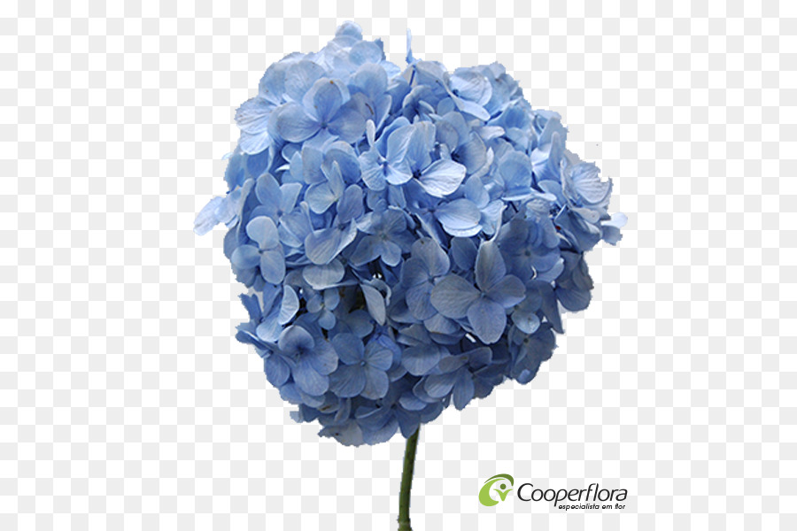 Hortênsia Azul，Florescer PNG