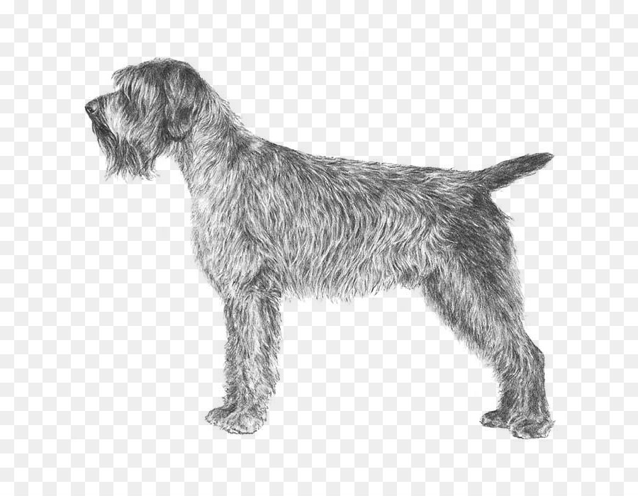 Wirehaired Apontando Grifo，Alemão Wirehaired Ponteiro PNG