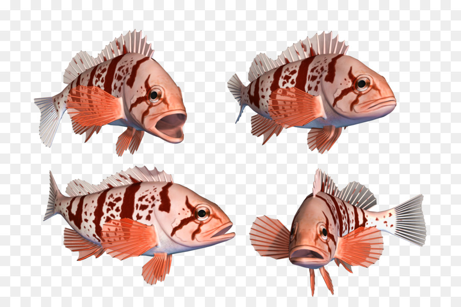 Peixe，Vermelho PNG