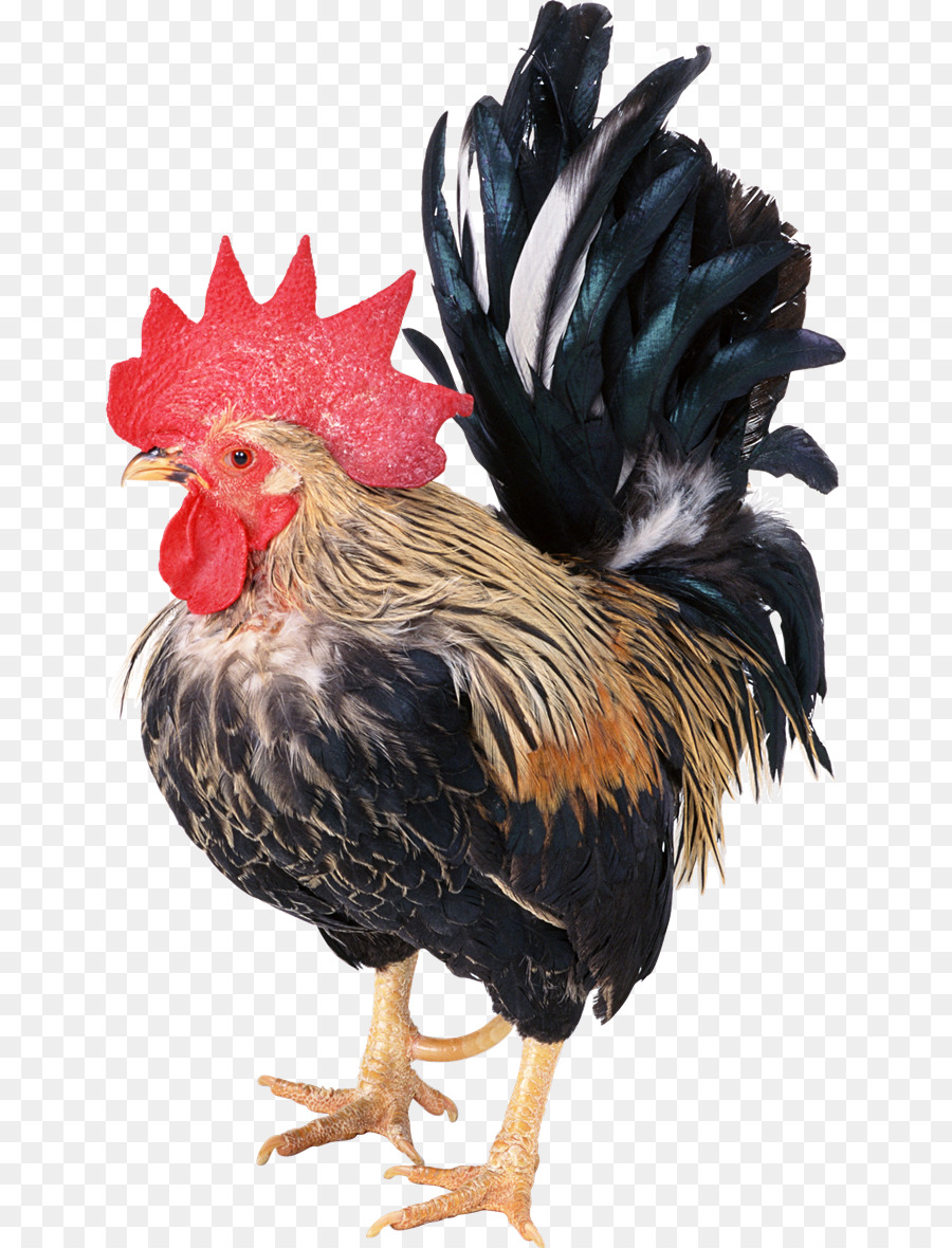 Frango，Pássaro PNG