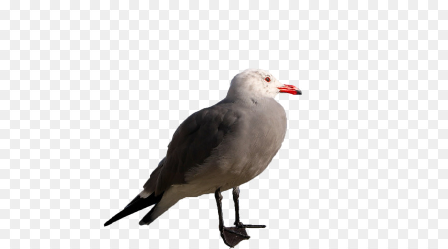 Gaivota，Pássaro PNG