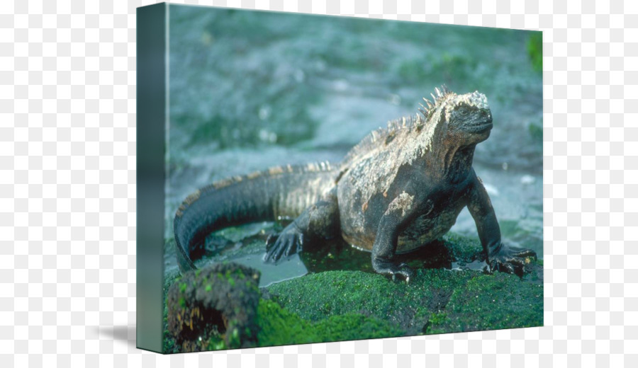 Comum Iguanas，Répteis PNG