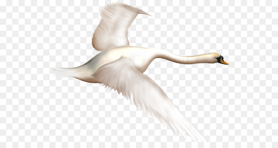 Pato，Aves PNG