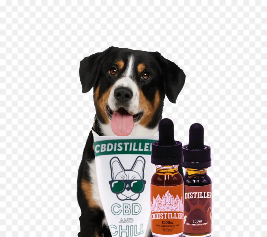 Entlebucher Mountain Dog，Maior Montanha Suíça Cão PNG