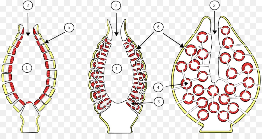 Estrutura Da Planta，Biologia PNG