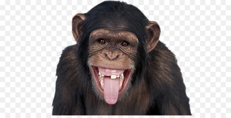 Chimpanzé Comum，Gorila PNG