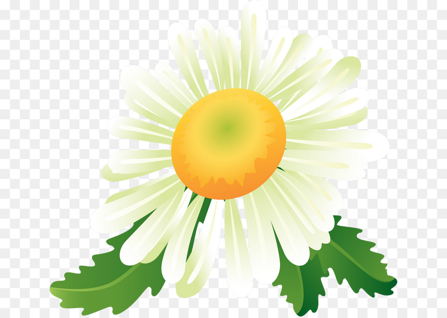 Margaridas，Florescer PNG