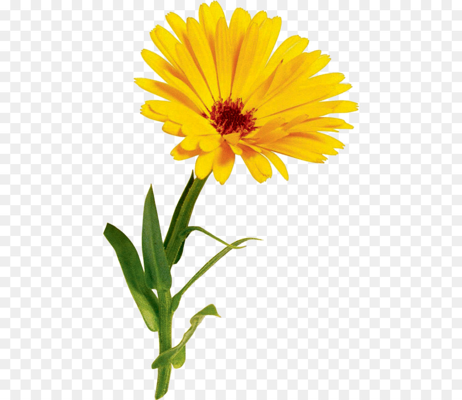 Oxeye Daisy，Coroa Daisy PNG