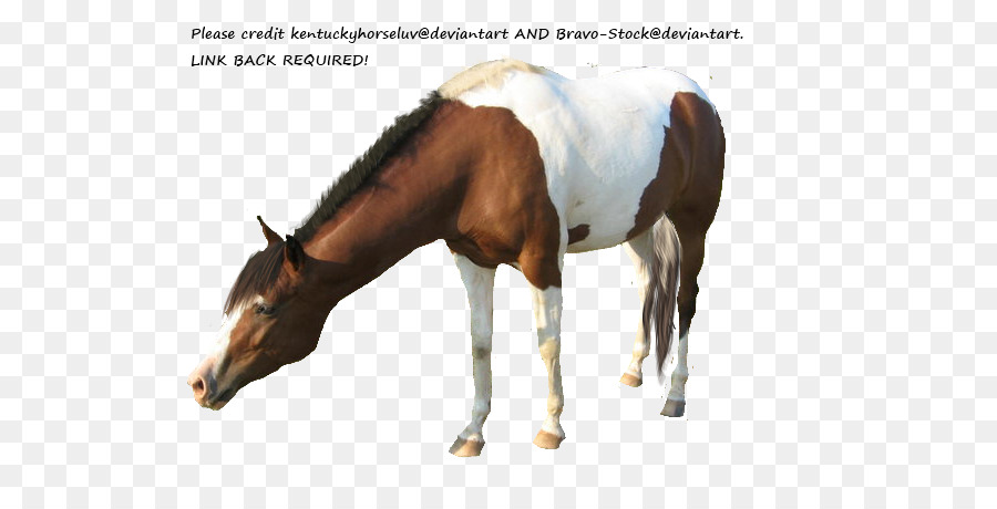 Mare，A American Paint Horse PNG