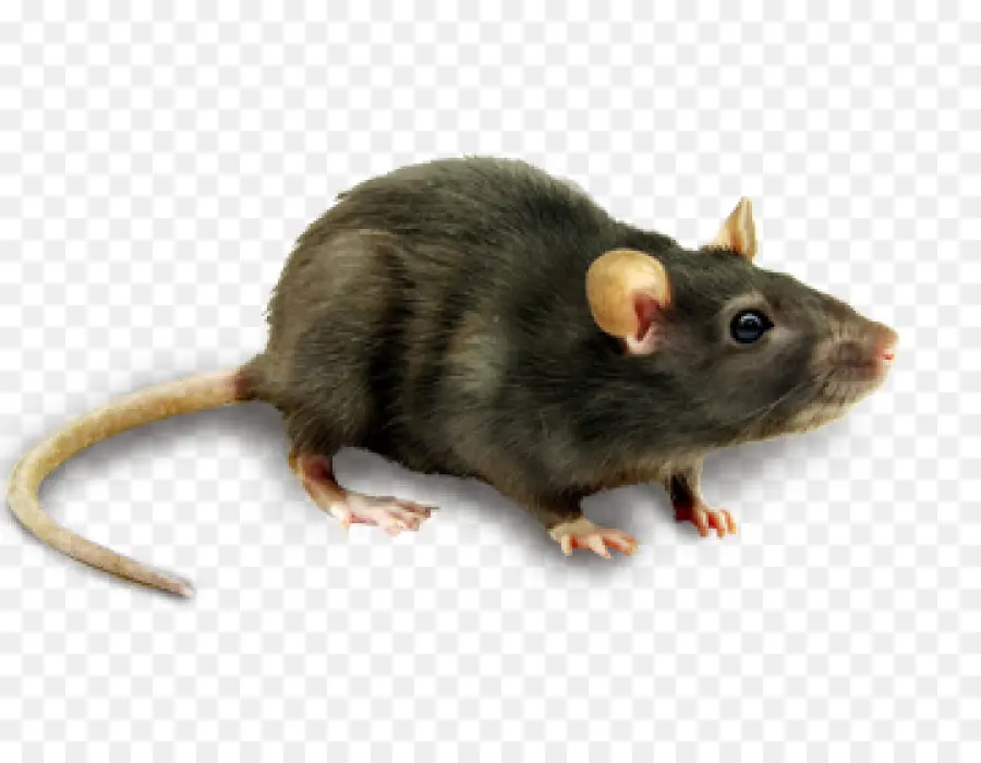 Mouse，Roedores PNG