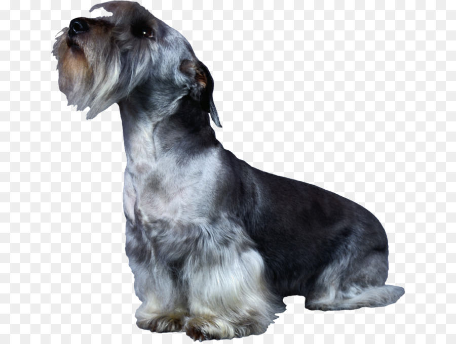 Schnauzer Miniatura，Cesky Terrier PNG