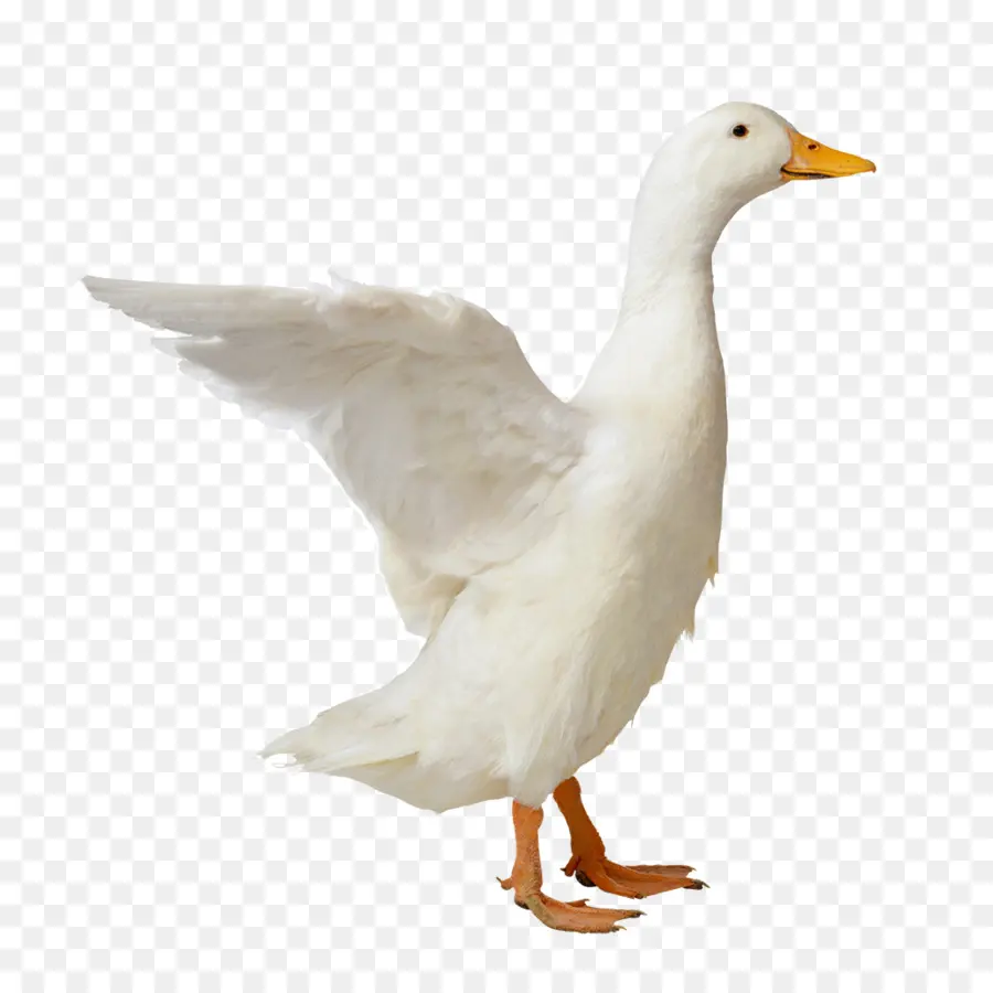 Pato Branco，Pássaro PNG