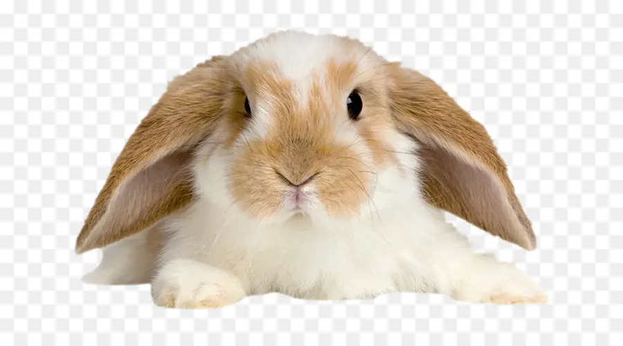 Coelhos，Holland Lop PNG