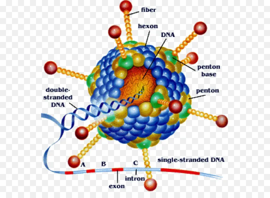 Estrutura Do Vírus，Adn PNG