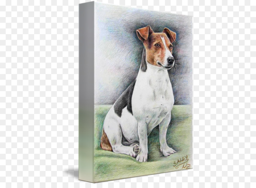 Jack Russell Terrier，Raça Do Cão PNG