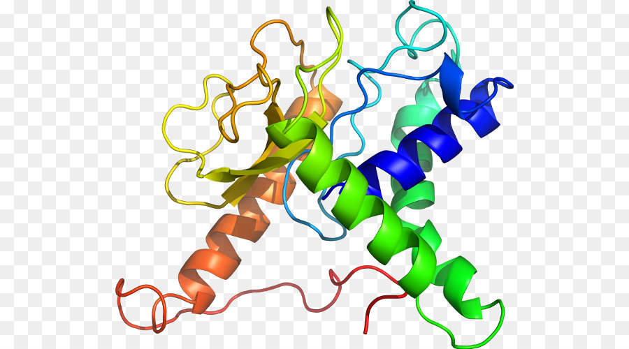 Estrutura Proteica，Biologia PNG