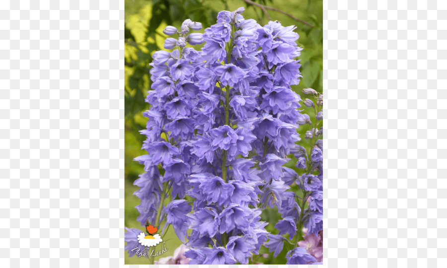 Inglês Lavanda，Campaniforme PNG