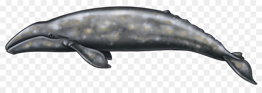 Dolphin，Alasca PNG