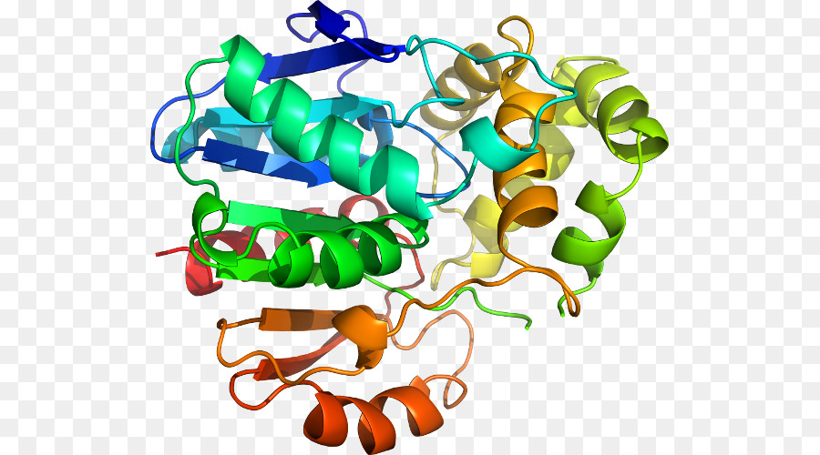 Proteína，Molécula PNG