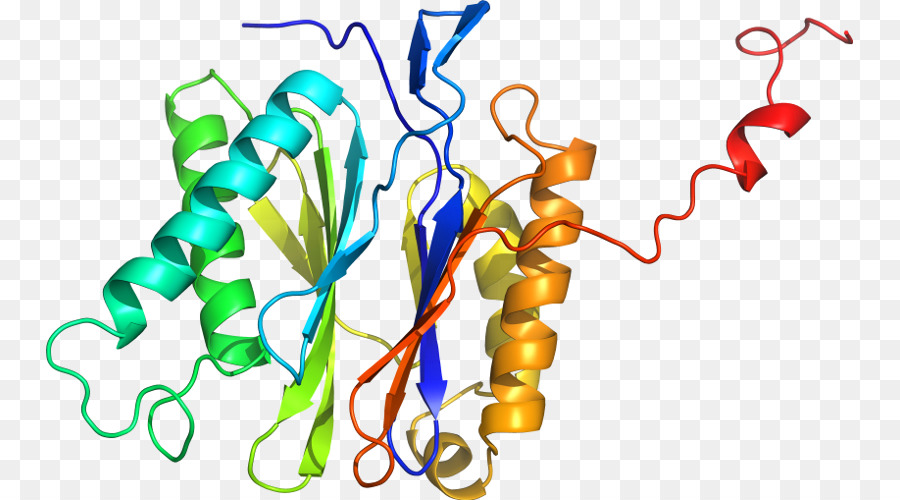 Estrutura Proteica，Biologia PNG