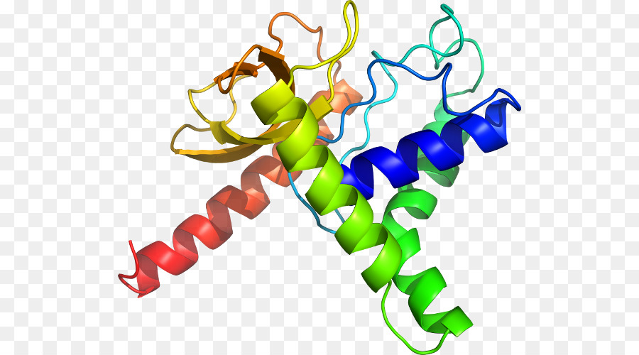 Hélice De Proteína，Molécula PNG