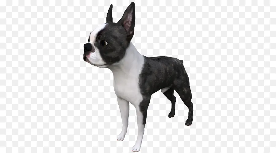 Boston Terrier，Cachorro PNG