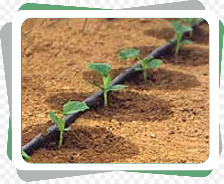 Drip Irrigation，Irrigation PNG