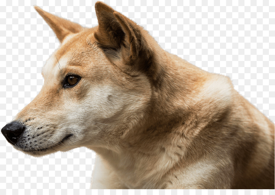 Saarloos Wolfdog，Dingo PNG