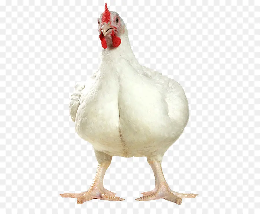 Frango，Pássaro PNG