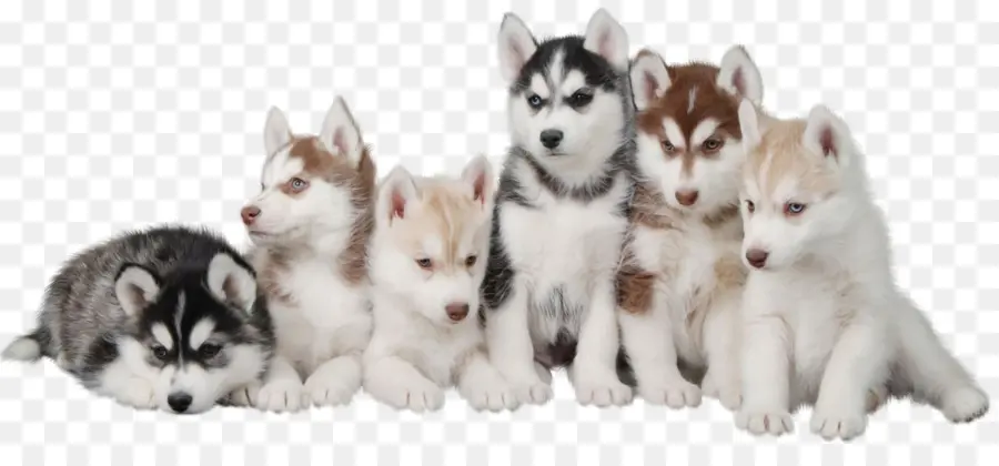 Husky Siberiano，Filhote De Cachorro PNG