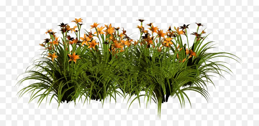 Plantas，Flores PNG