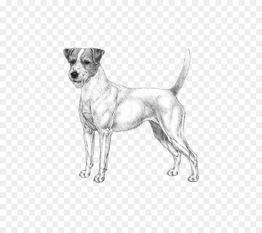 Esboço De Cachorro，Canino PNG