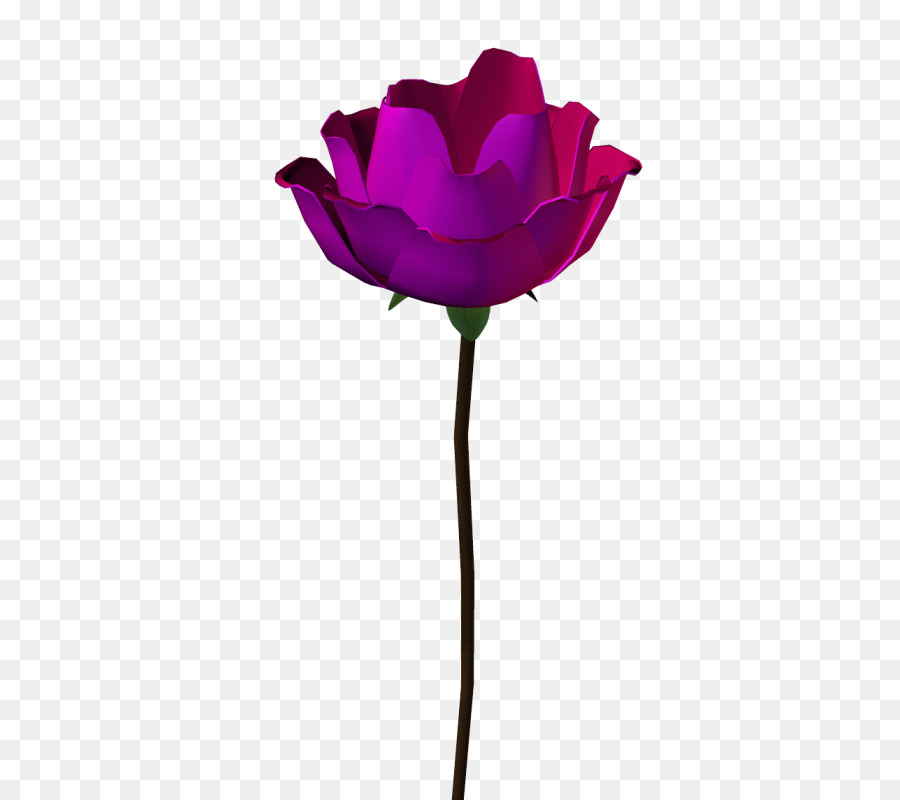 Rosa，Florescer PNG