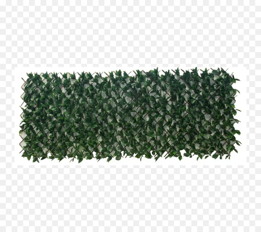 Hedge，Evergreen PNG