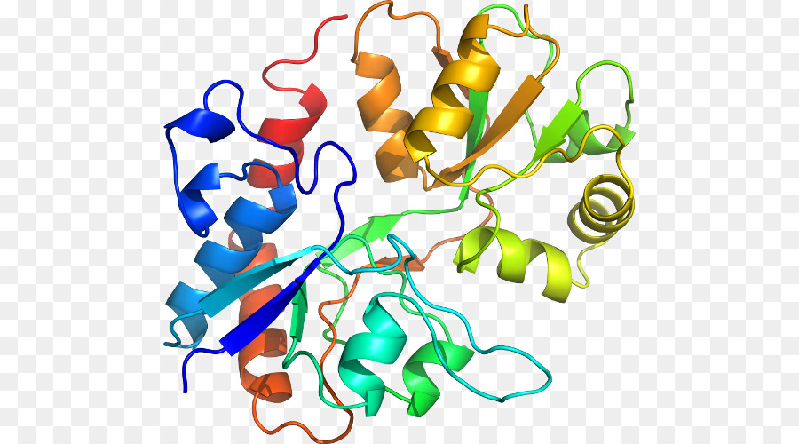 Proteína，Molécula PNG