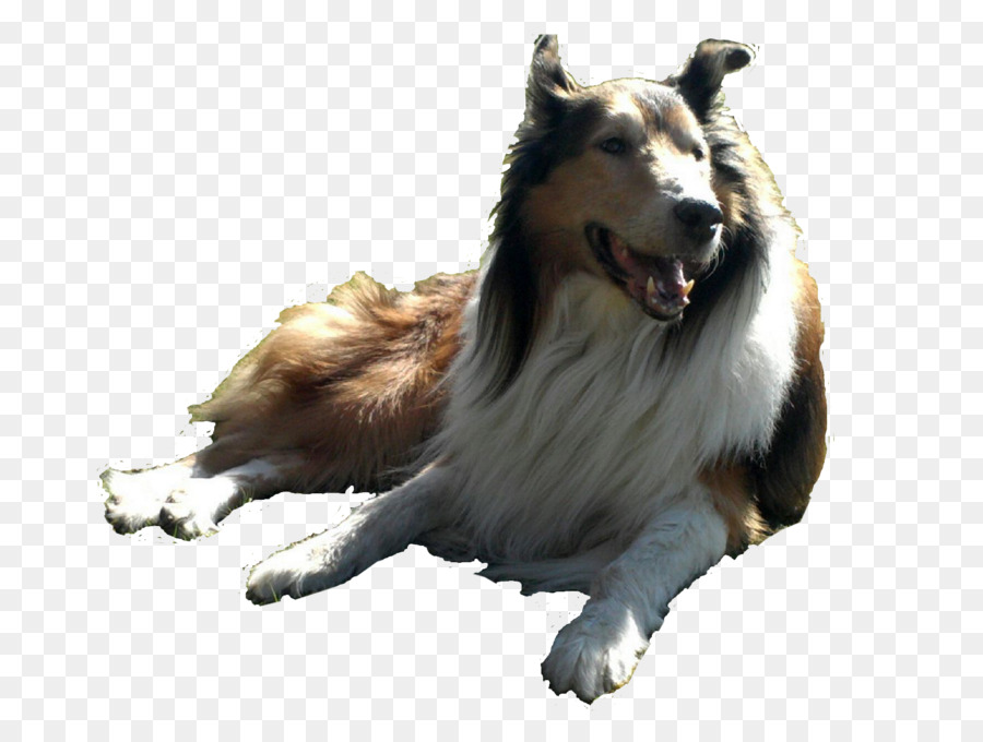 Rough Collie，Border Collie PNG