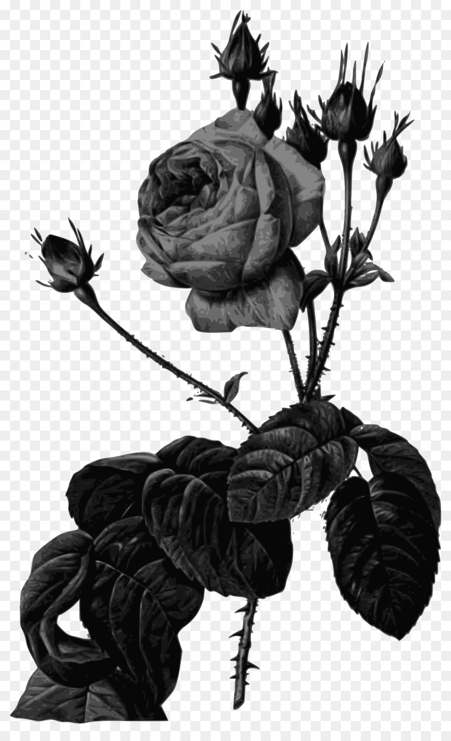 Rosas Negras，Folhas PNG