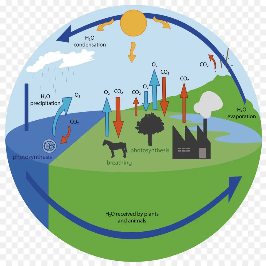 Diagrama Do Ciclo Do Carbono，Fotossíntese PNG