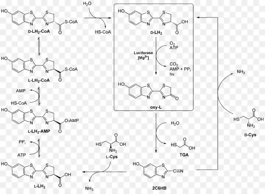 Reação Química，Química PNG