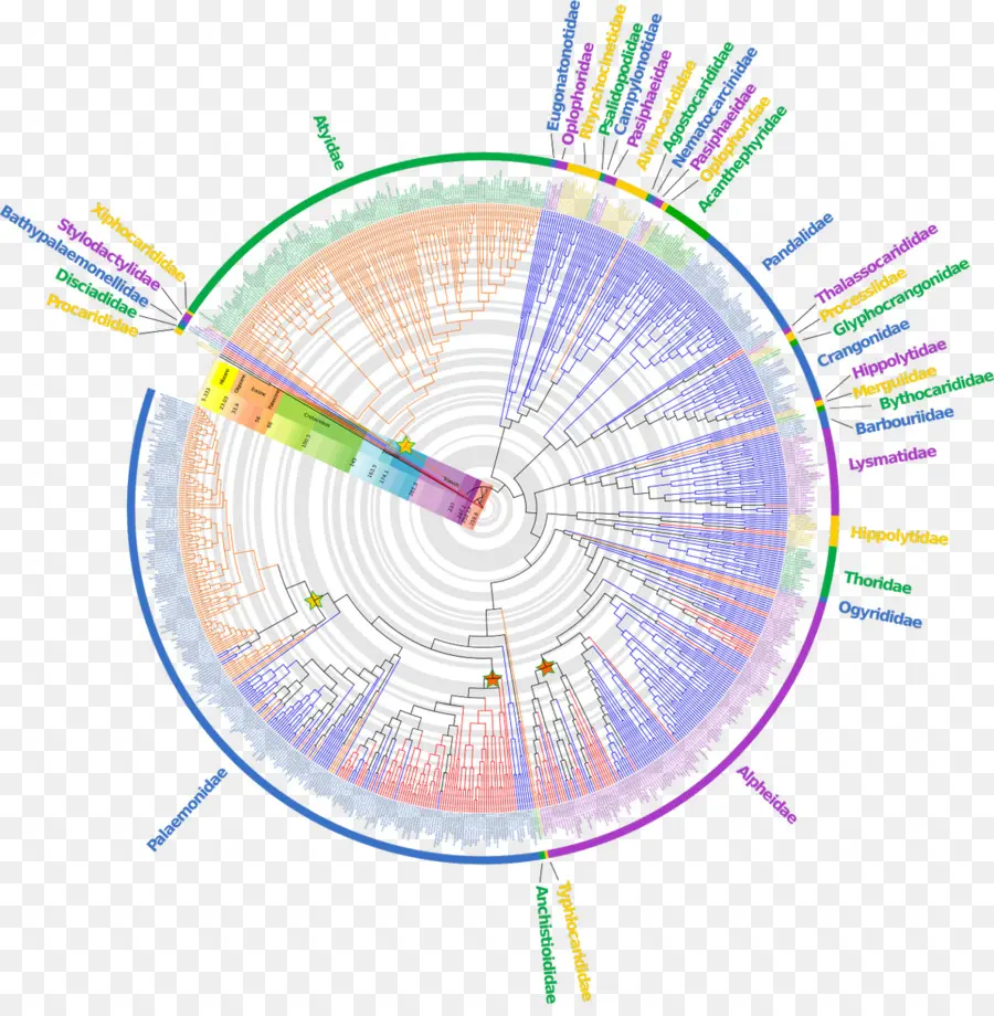 árvore Filogenética，Circular PNG