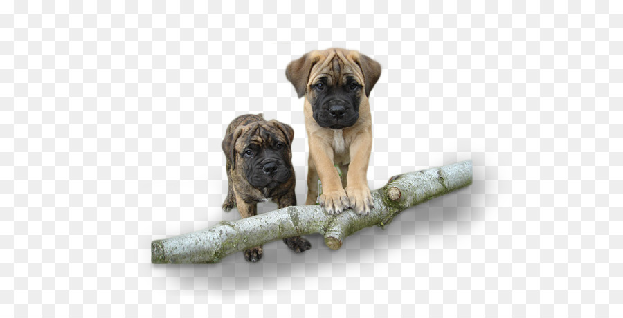 Raça Do Cão，Bullmastiff PNG