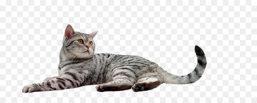 Gato，Mentindo PNG