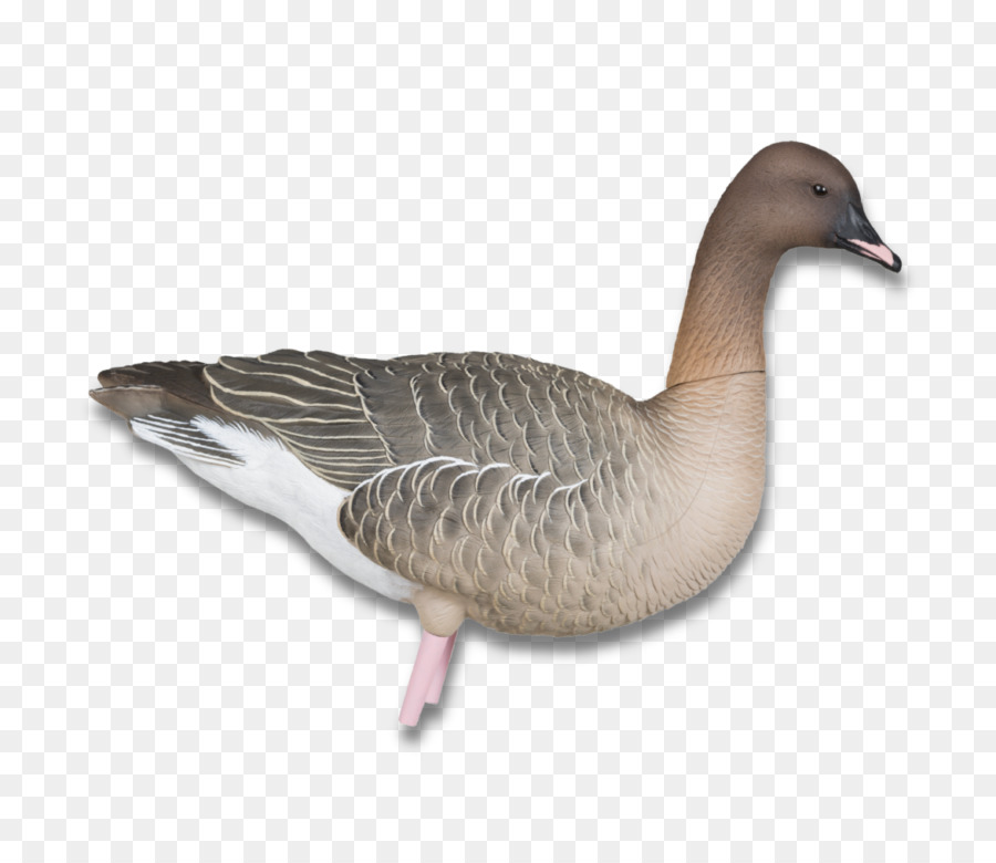 Ganso，Pato PNG