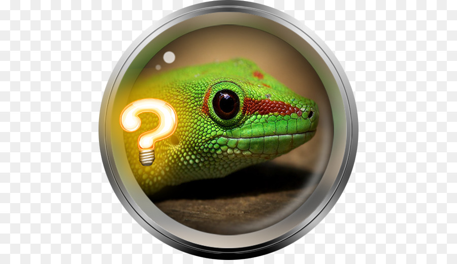 Lagarto，Eidechse PNG