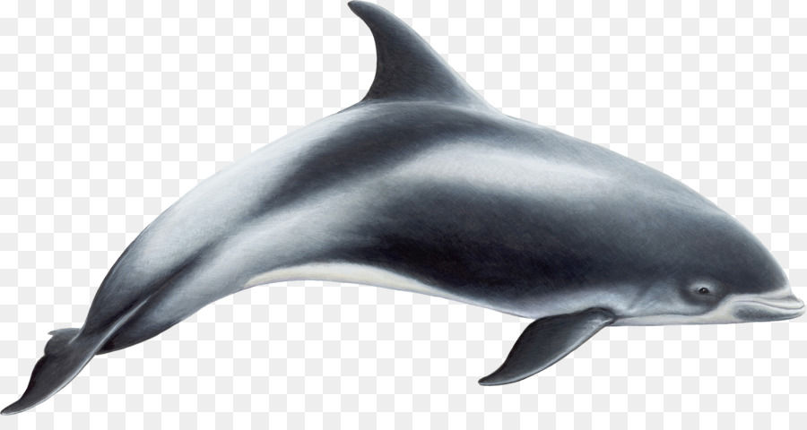 Whitebeaked Dolphin，Golfinho Comum PNG