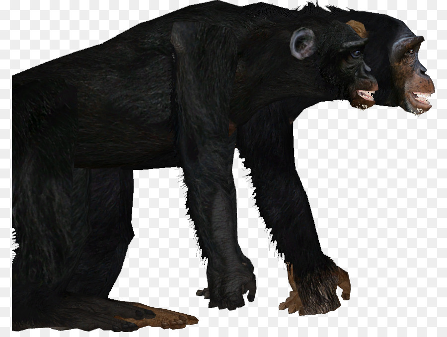 Chimpanzé Comum，Gorila PNG