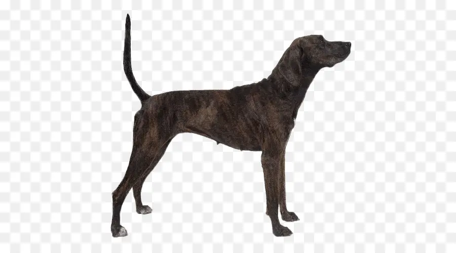 Plott Hound，Cão De Caça PNG